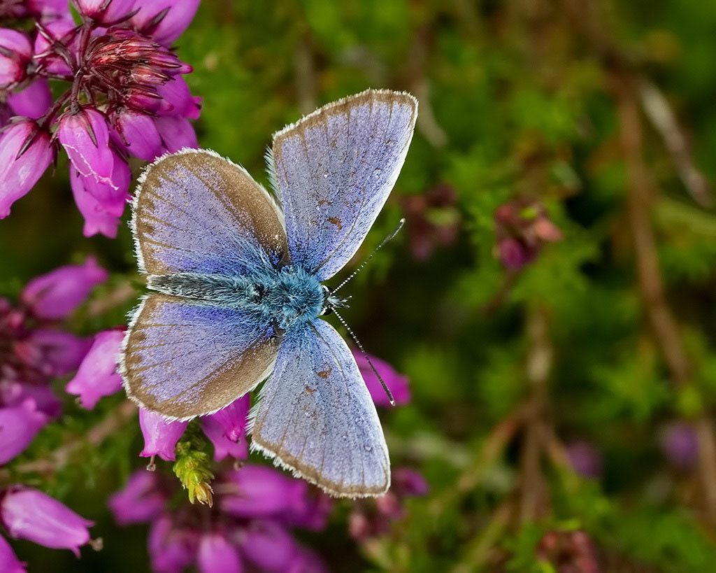 Silver-studded Blue