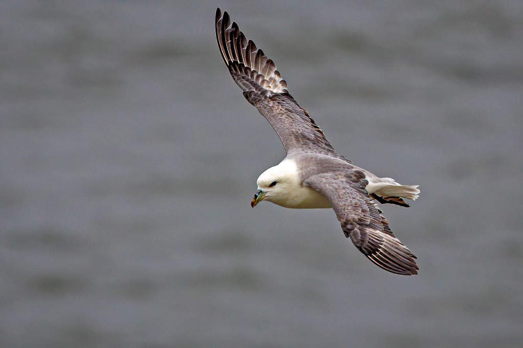 Fulmar