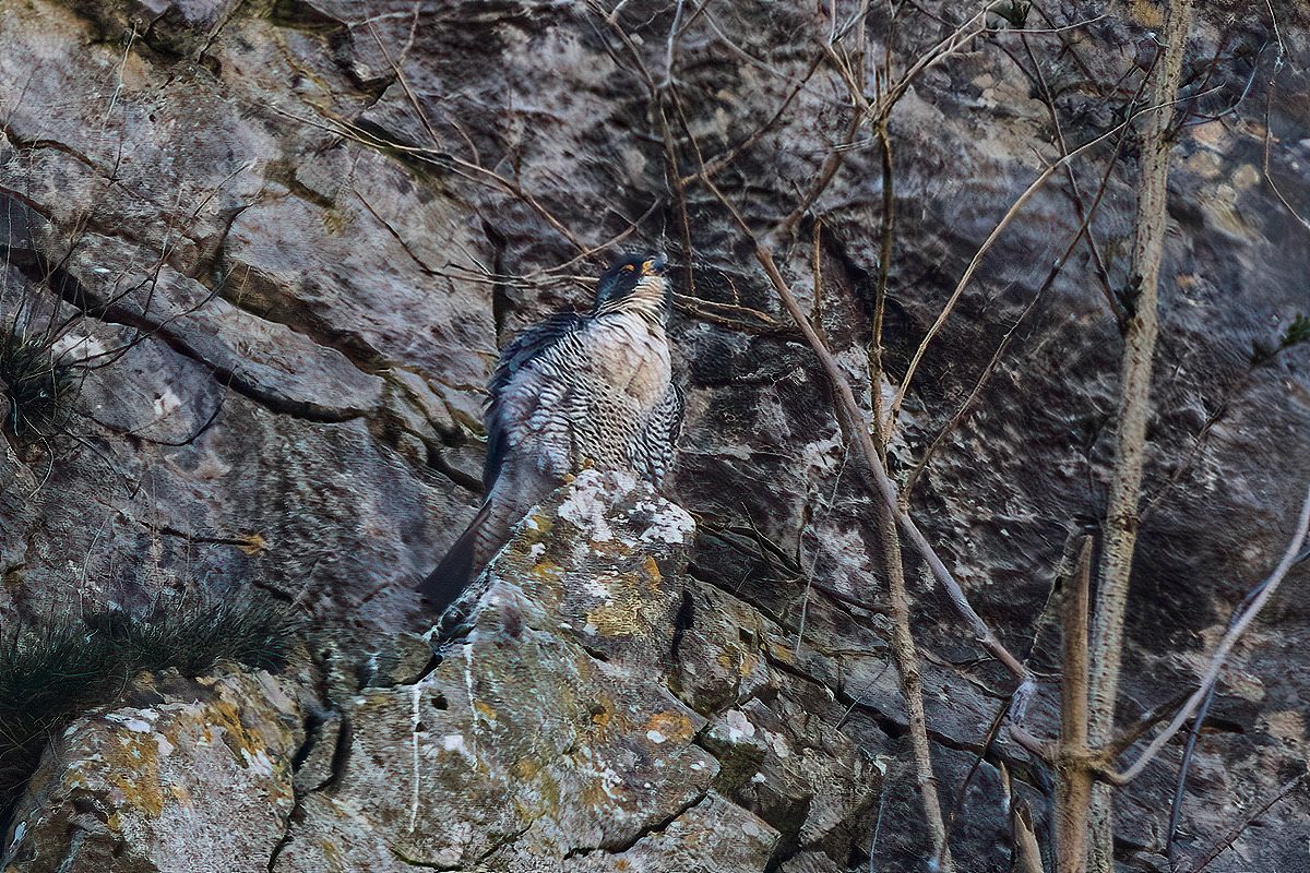 Peregrine