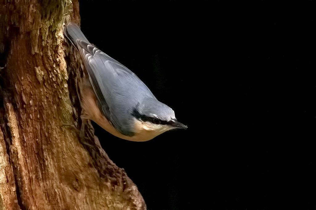 Nuthatch