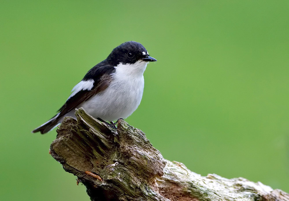 Male Pied Flycatcher