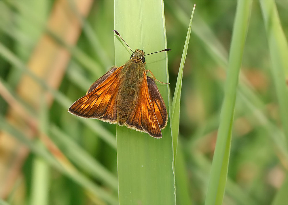Large Skipper