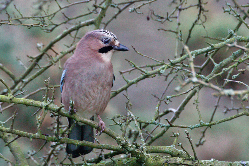Jay