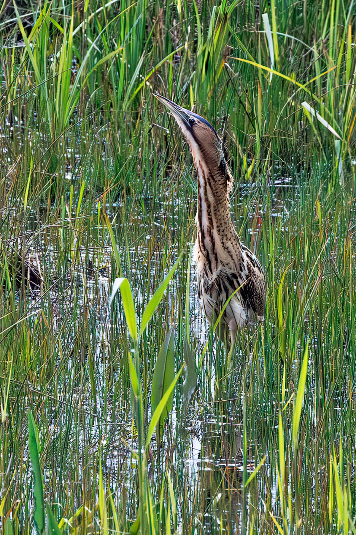 Bittern