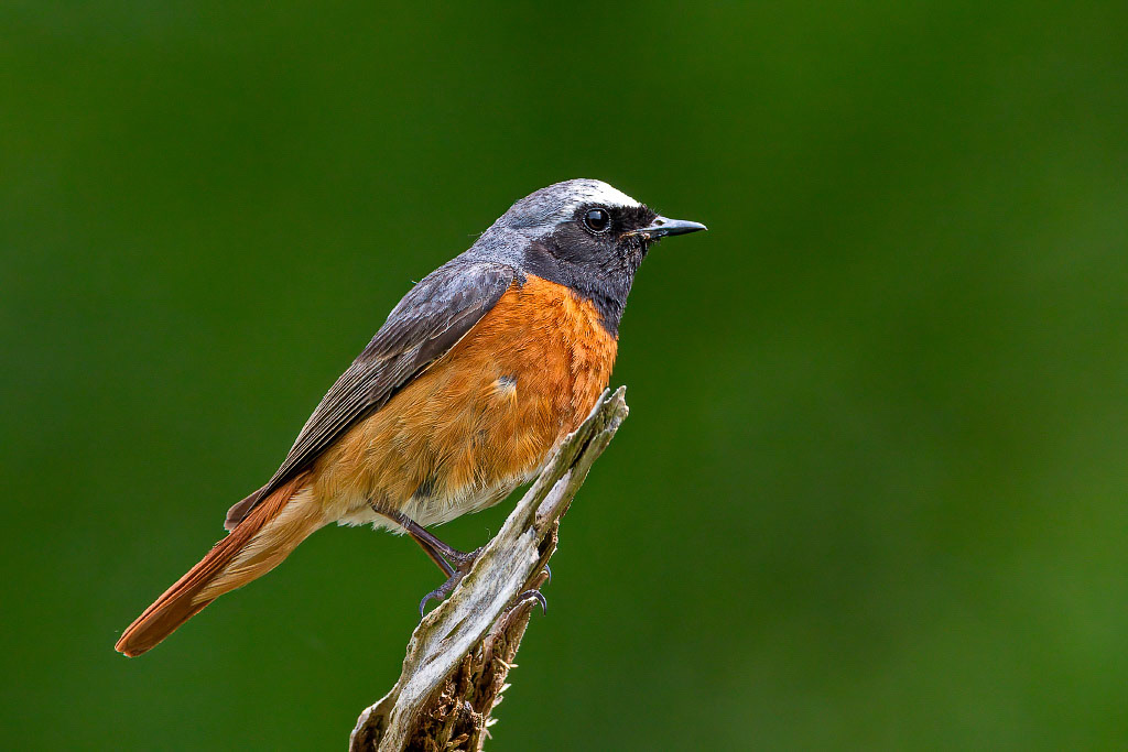 Redstart