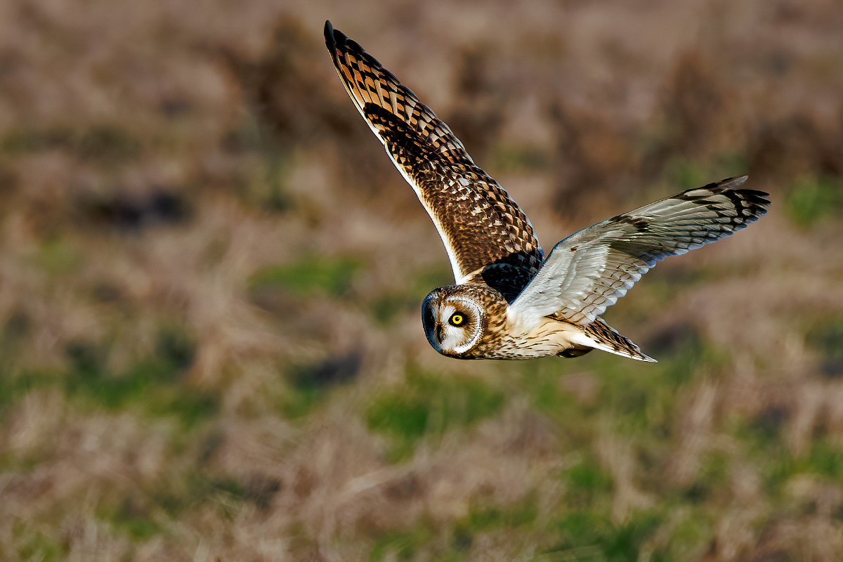 Short-eared Owl