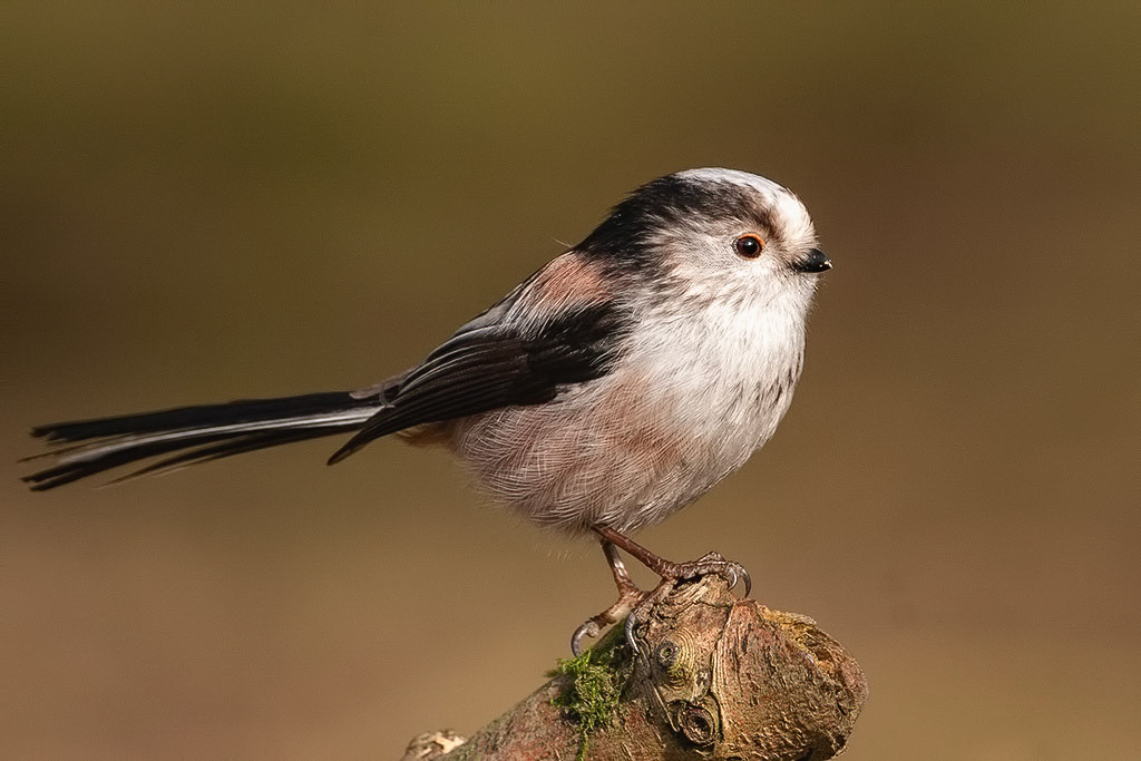 Long-tailed Tit