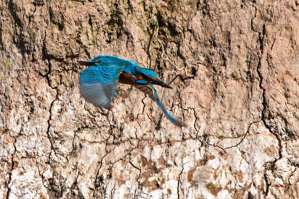 Kingfisher