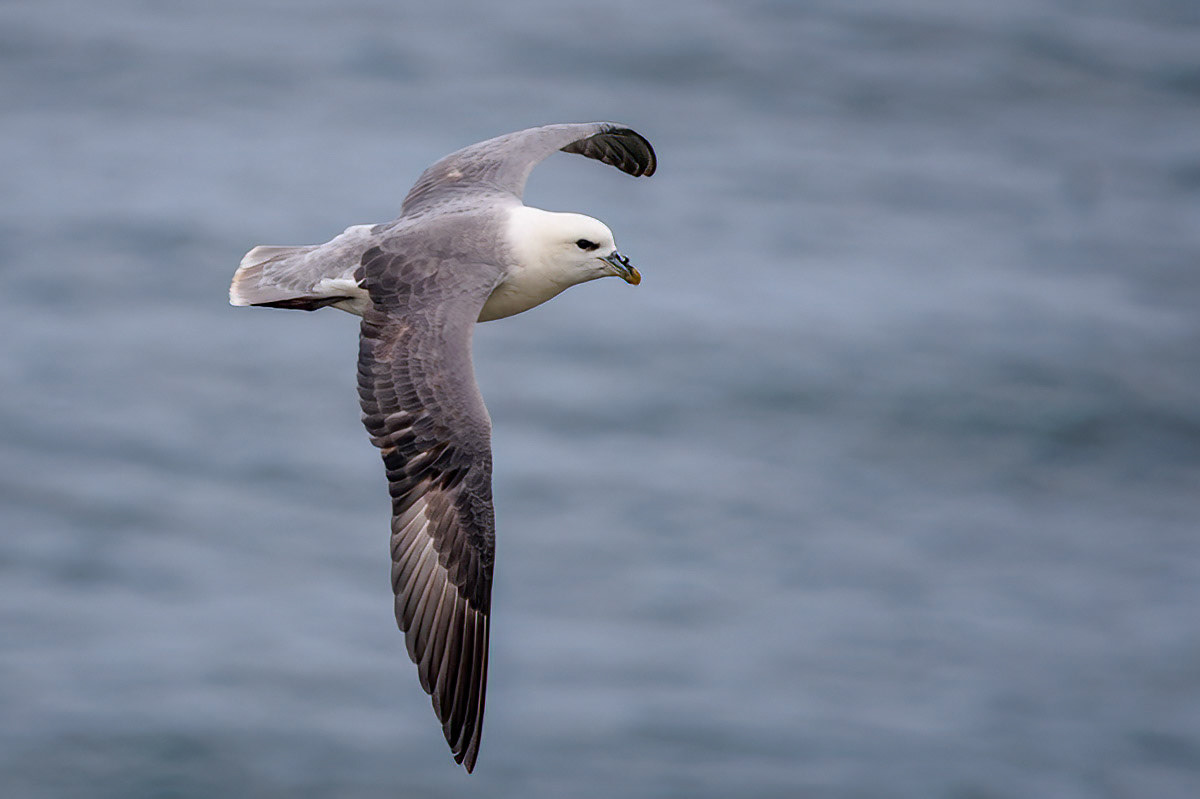 Fulmar