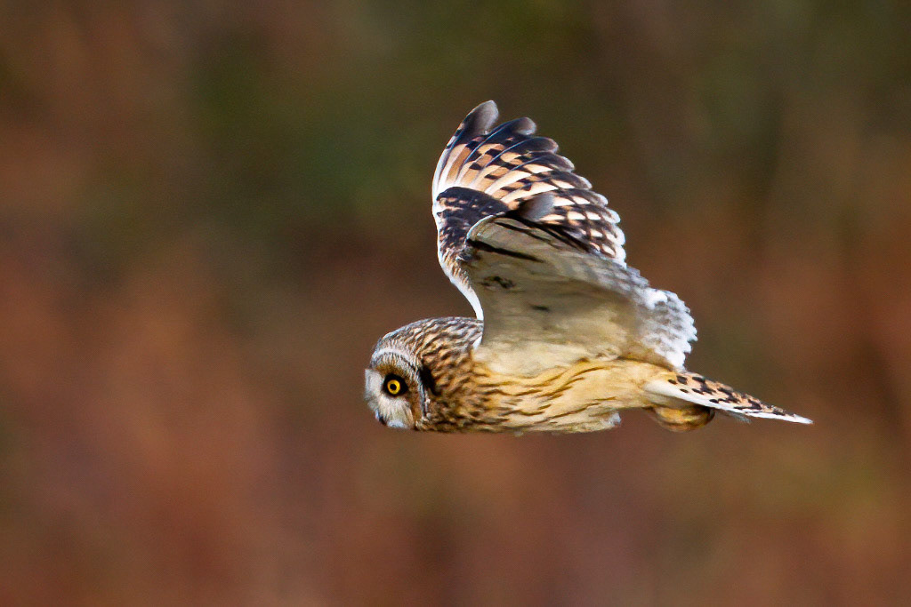 Short-eared Owl