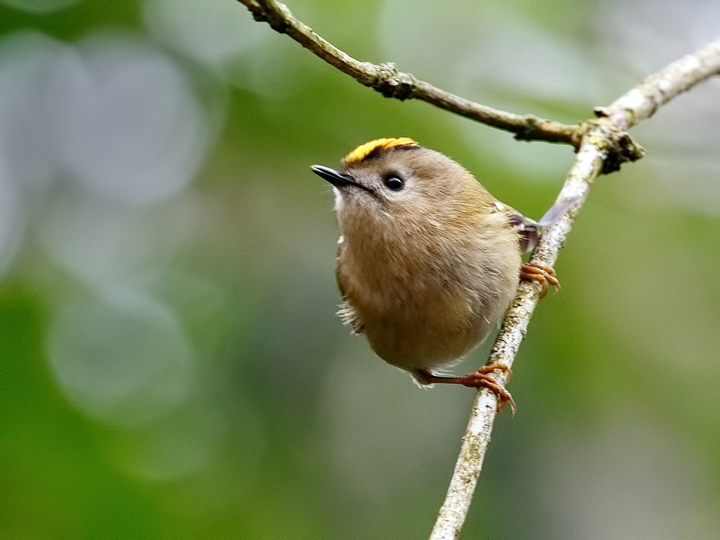 Goldcrest