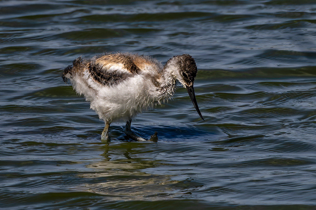 Avocet