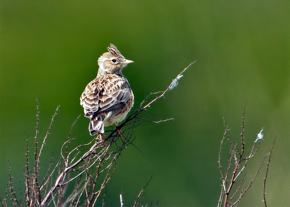 Skylark