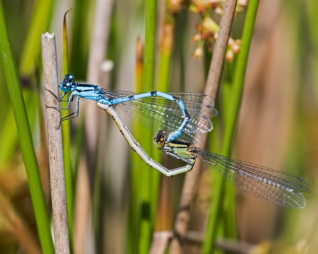 Common Blue Damselfly