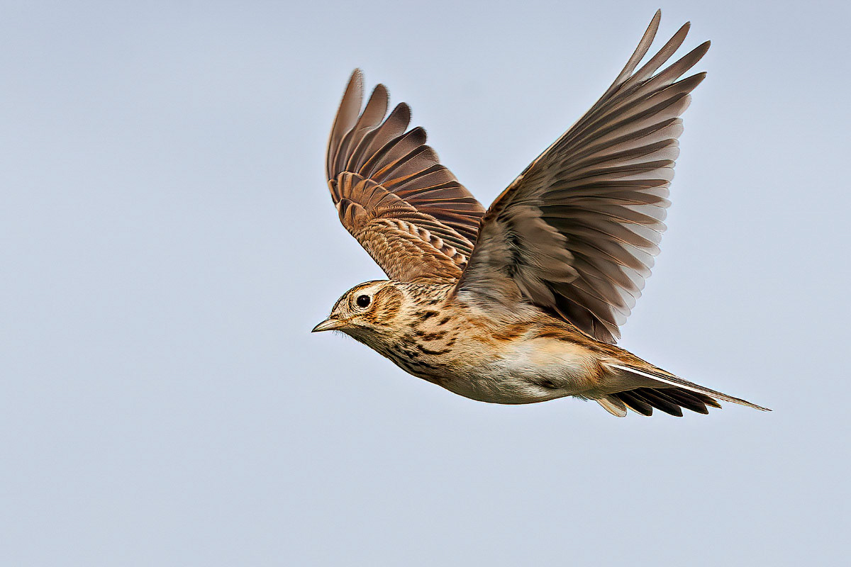 Skylark