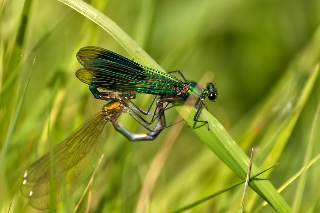 Banded Demoiselle