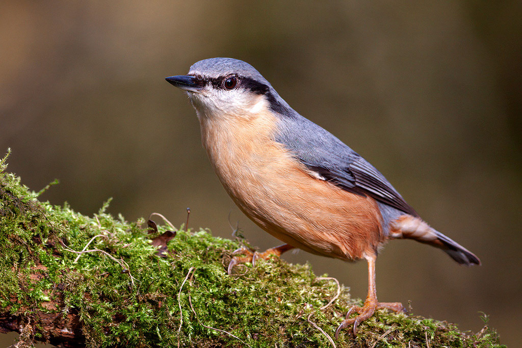 Nuthatch