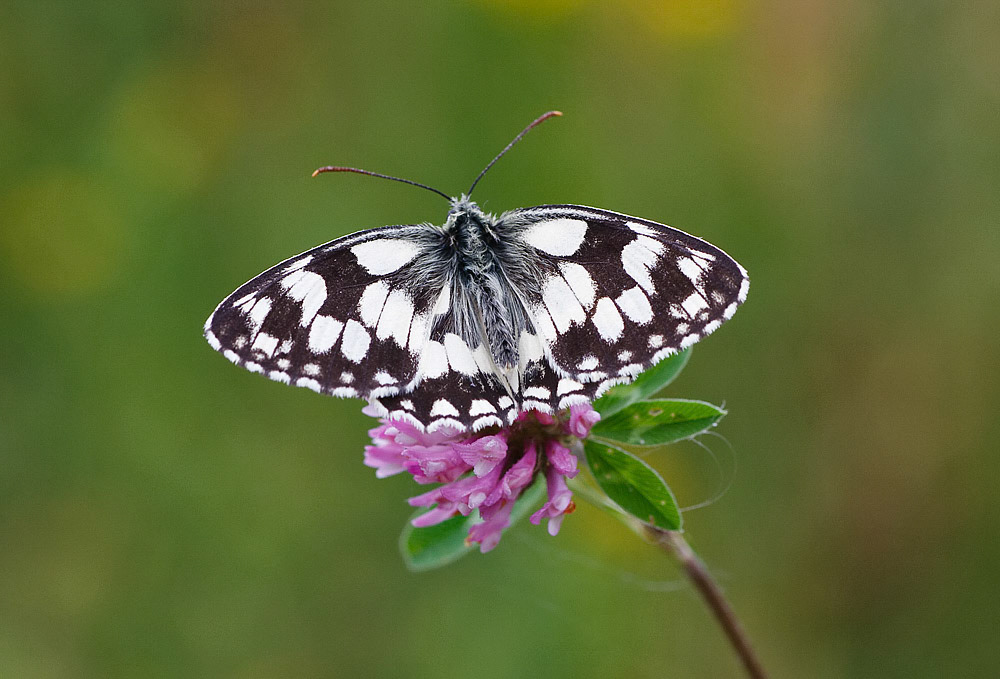 Marbled White