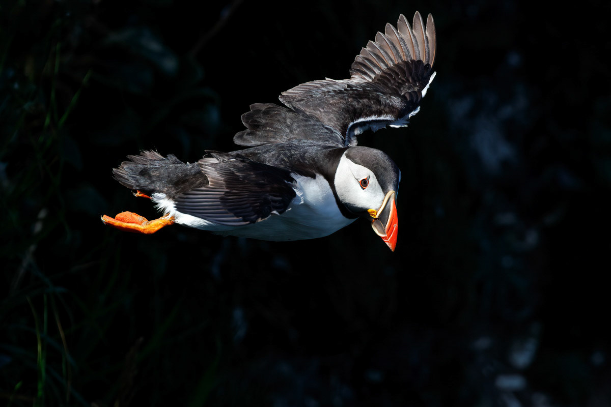 Puffin