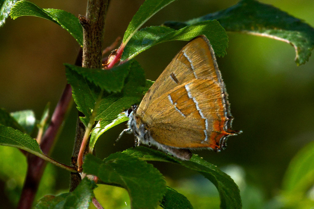 Brown Hairstreak Butterfly
