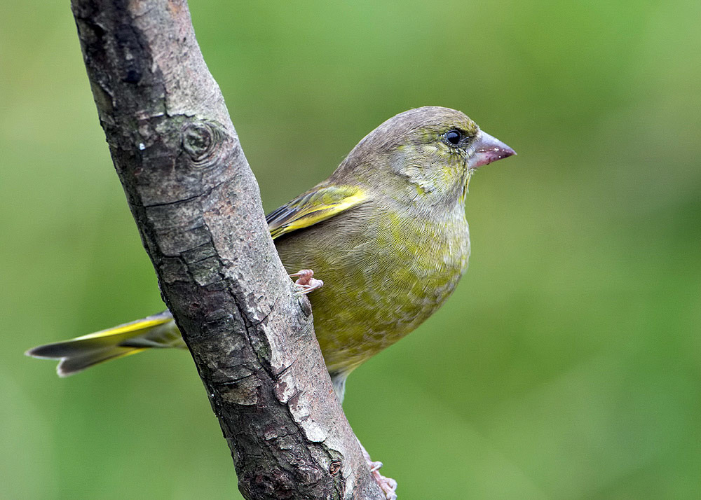 Greenfinch