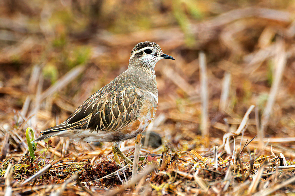 Dotterel