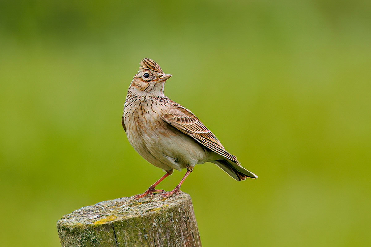 Skylark