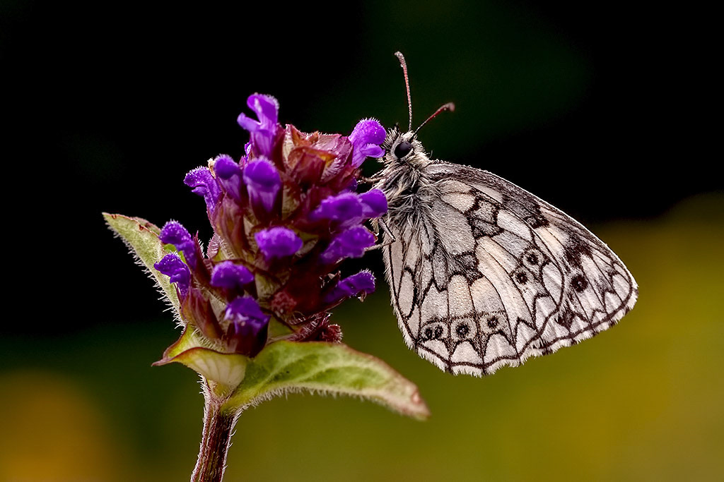 Marbled White