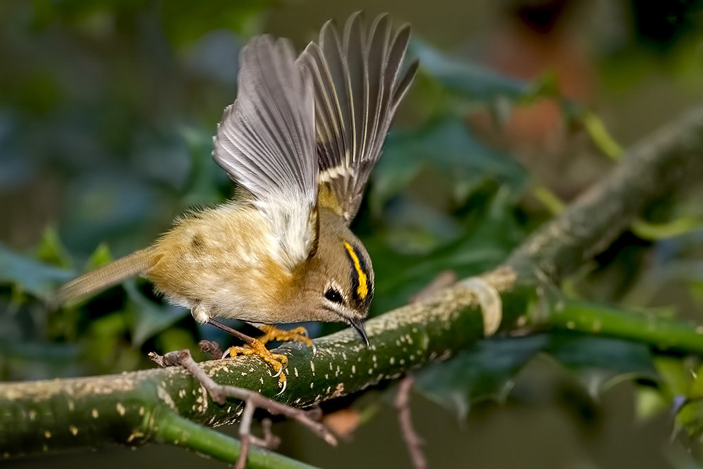 Goldcrest