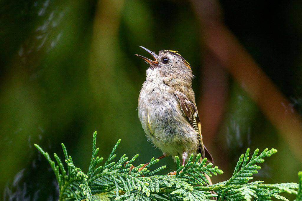 Goldcrest