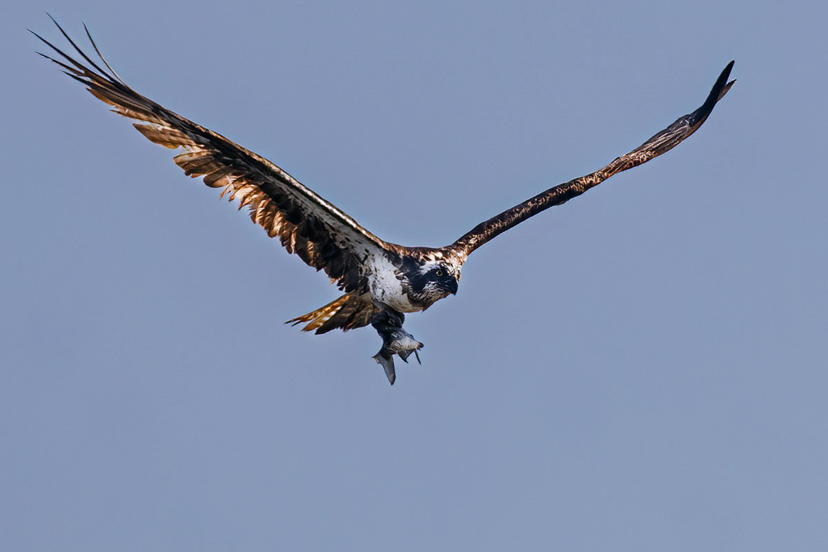 Osprey