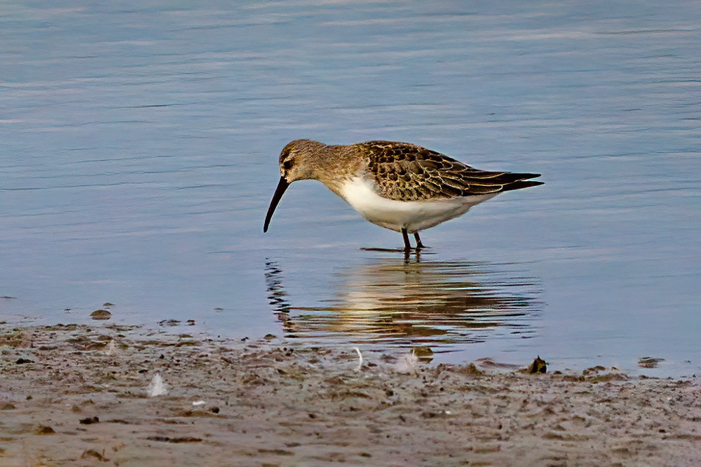 Curlew Sandpiper