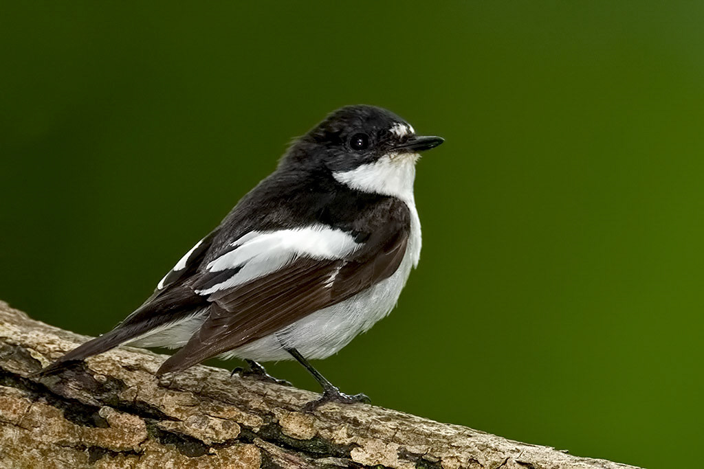 Male Pied Flycatcher