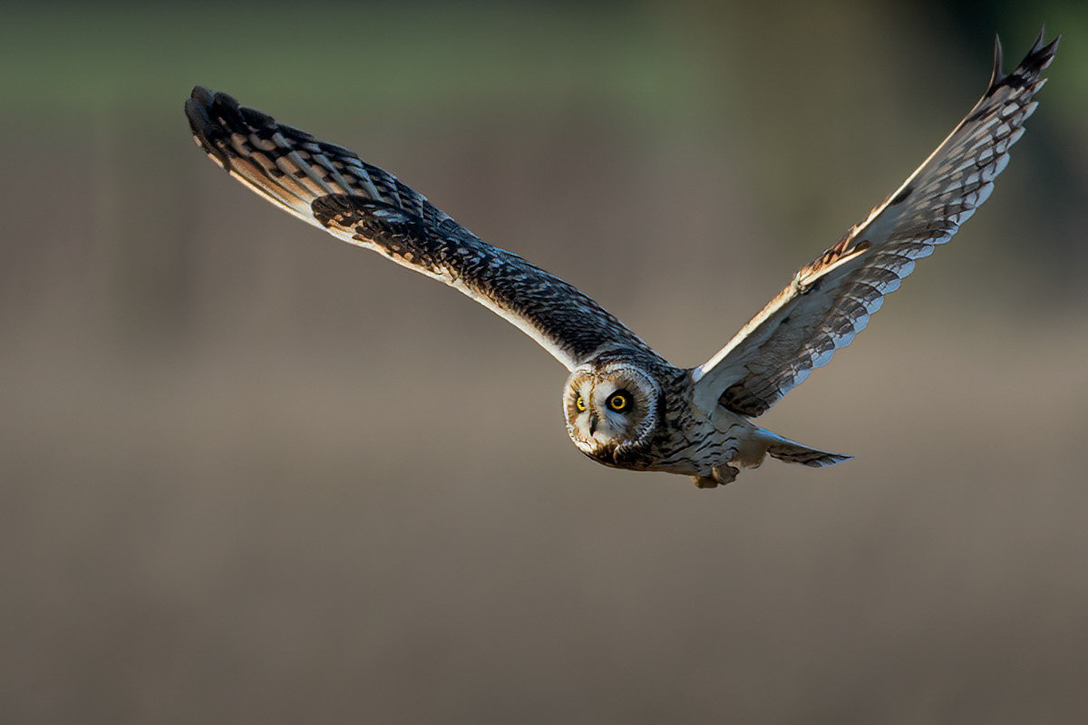 Short-eared Owl