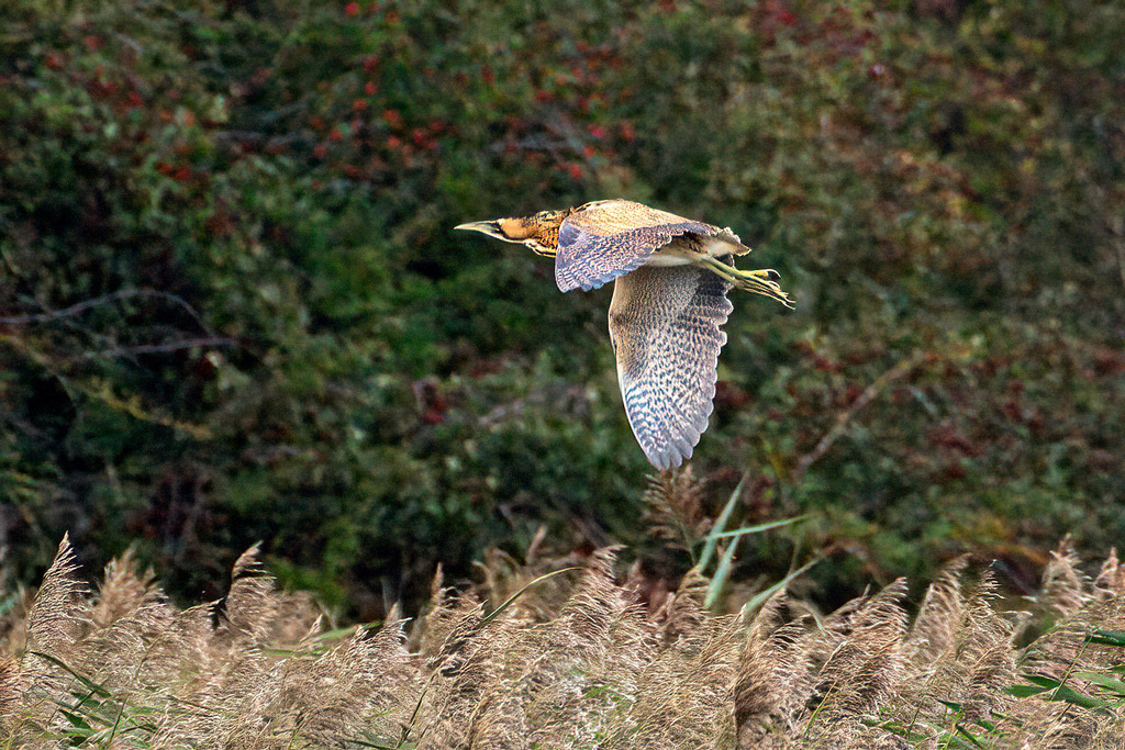Bittern