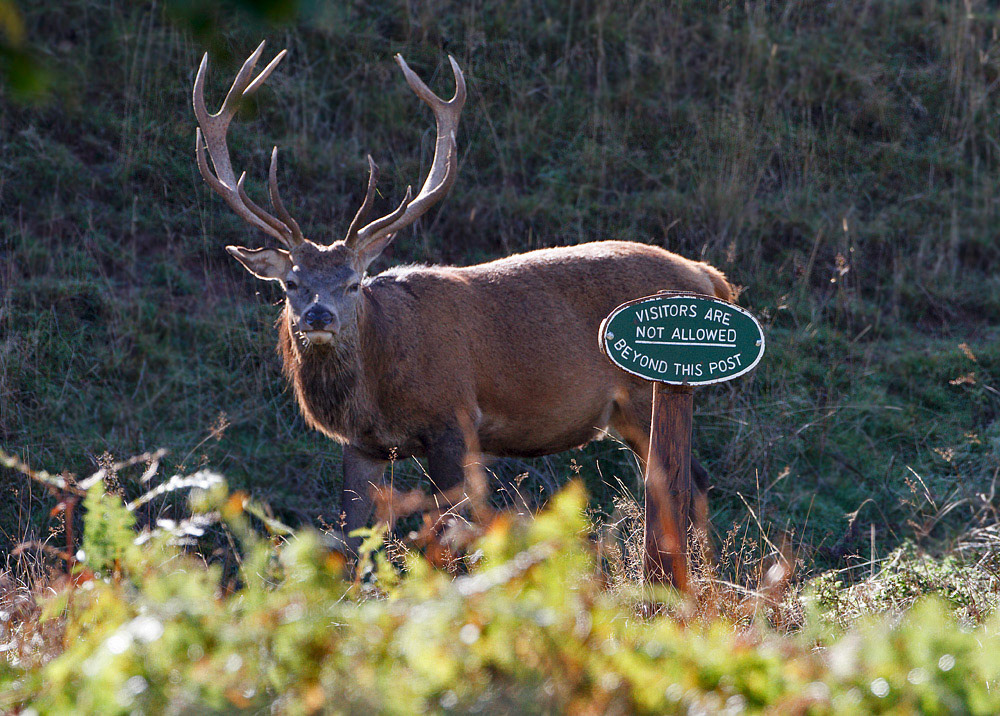 Red Deer