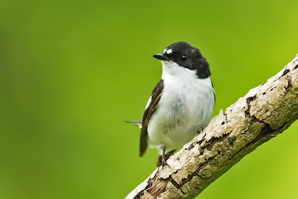 Male Pied Flycatcher