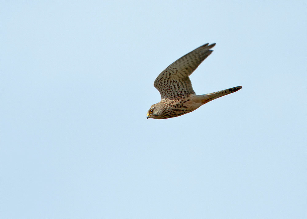 Kestrel