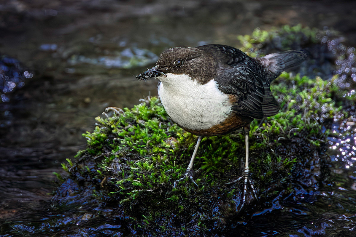Dipper