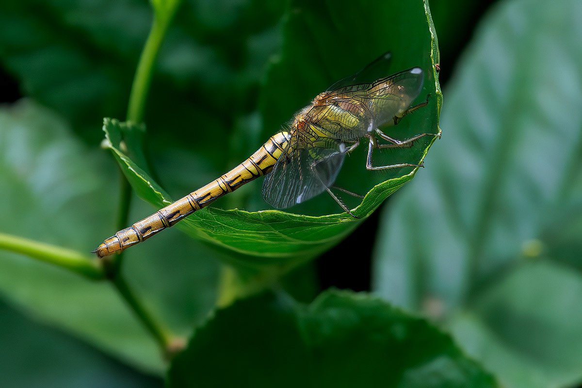 Common Darter