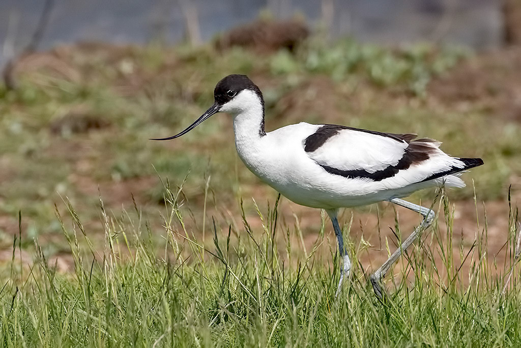Avocet