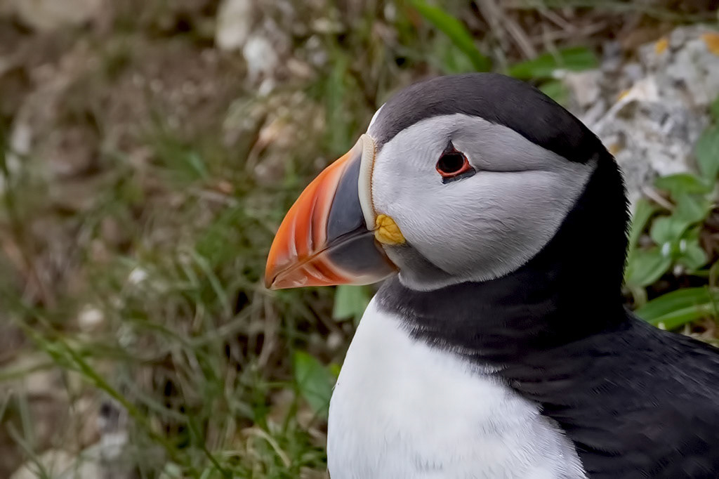 Puffin