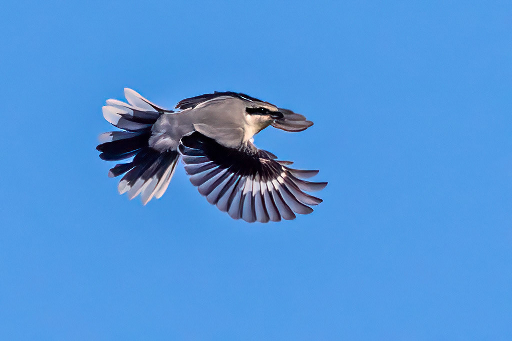 Great Grey Shrike