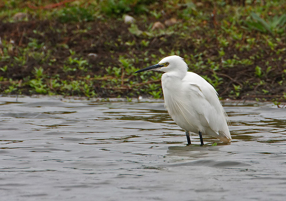 Little Egret