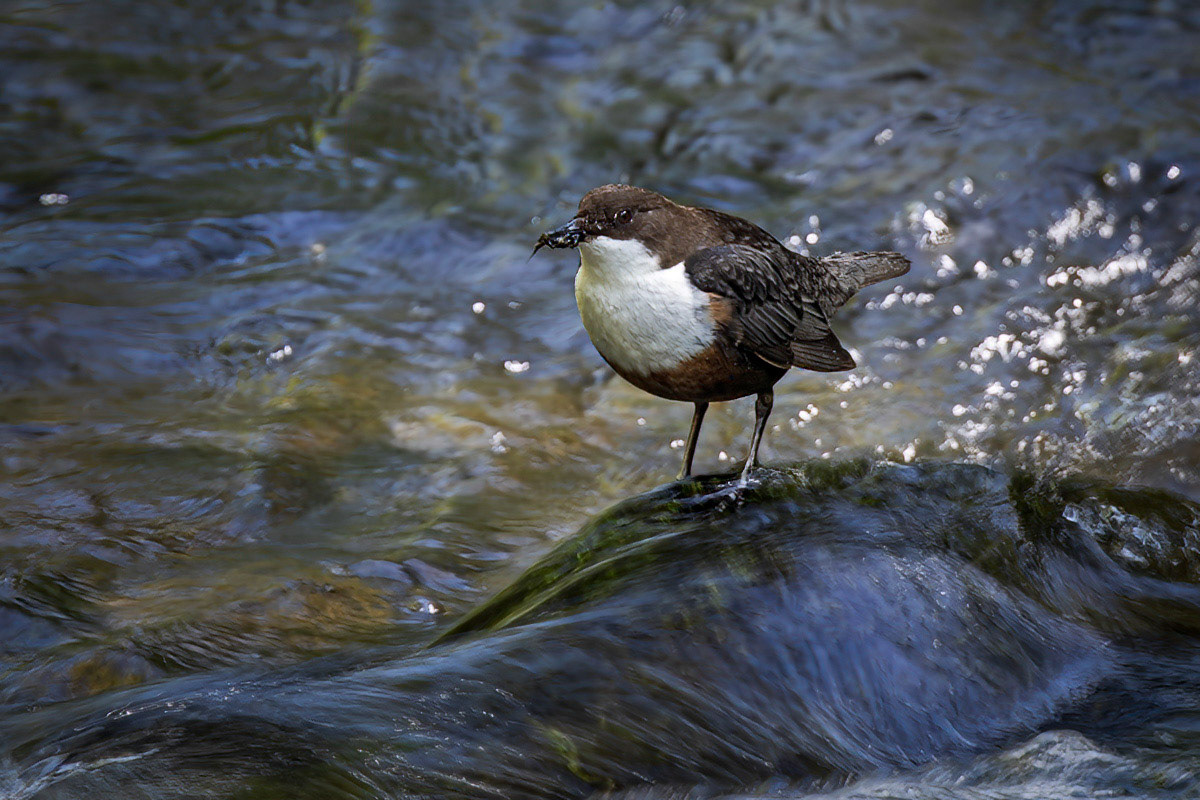 Dipper