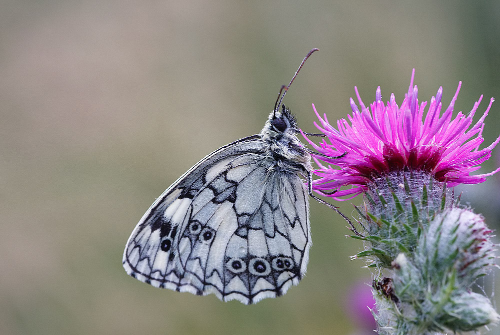Marbled White