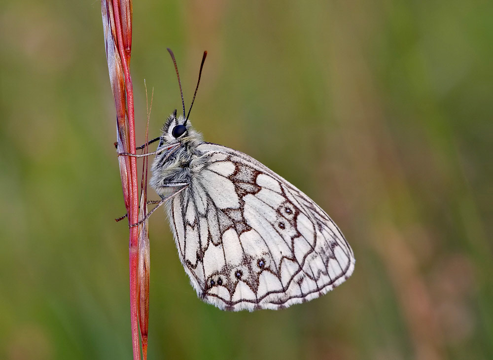 Marbled White
