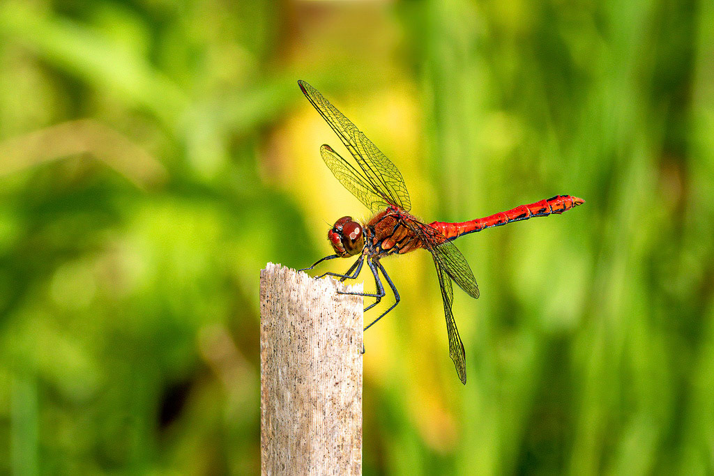 Ruddy Darter