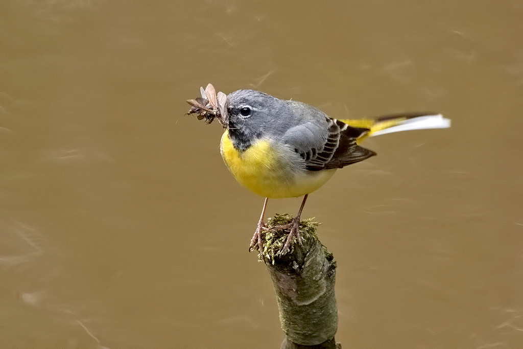 Grey Wagtail