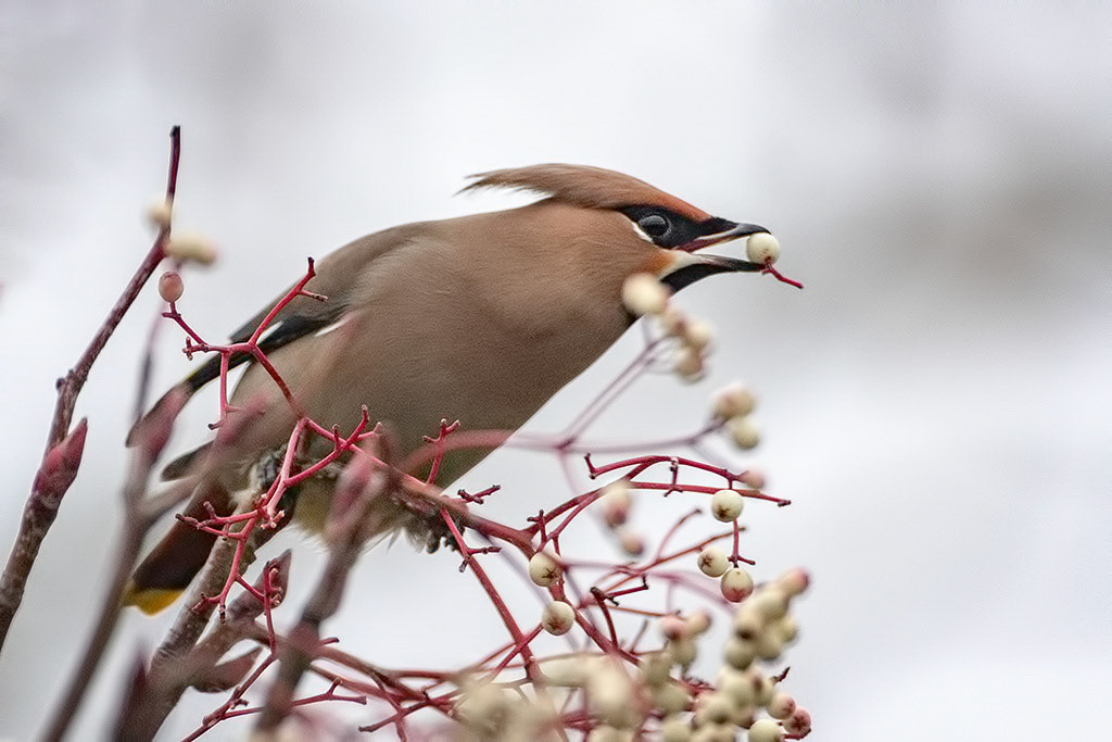 Waxwing